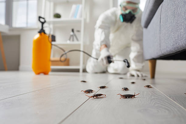 Commercial Kitchen Cockroach Control in North Springfield